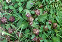 Closeup photo of selfheal on lawn